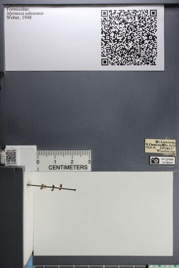 Media type: image; Entomology 674345